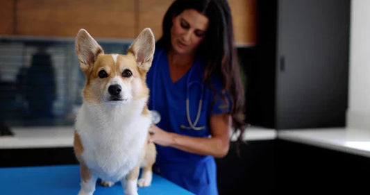 7 Dos and Don'ts to Set Your Dog Up for Success: Advice from a Veterinarian