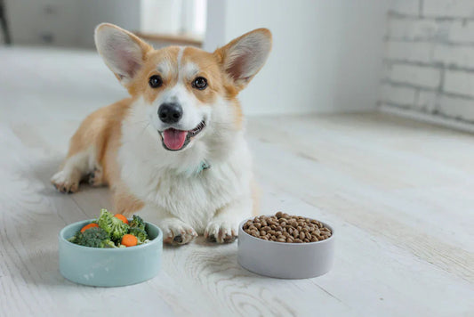 Prebiotics for Dogs: How to Support Your Dog's Gut Health