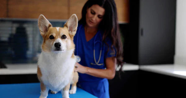 7 Dos and Don'ts to Set Your Dog Up for Success: Advice from a Veterinarian