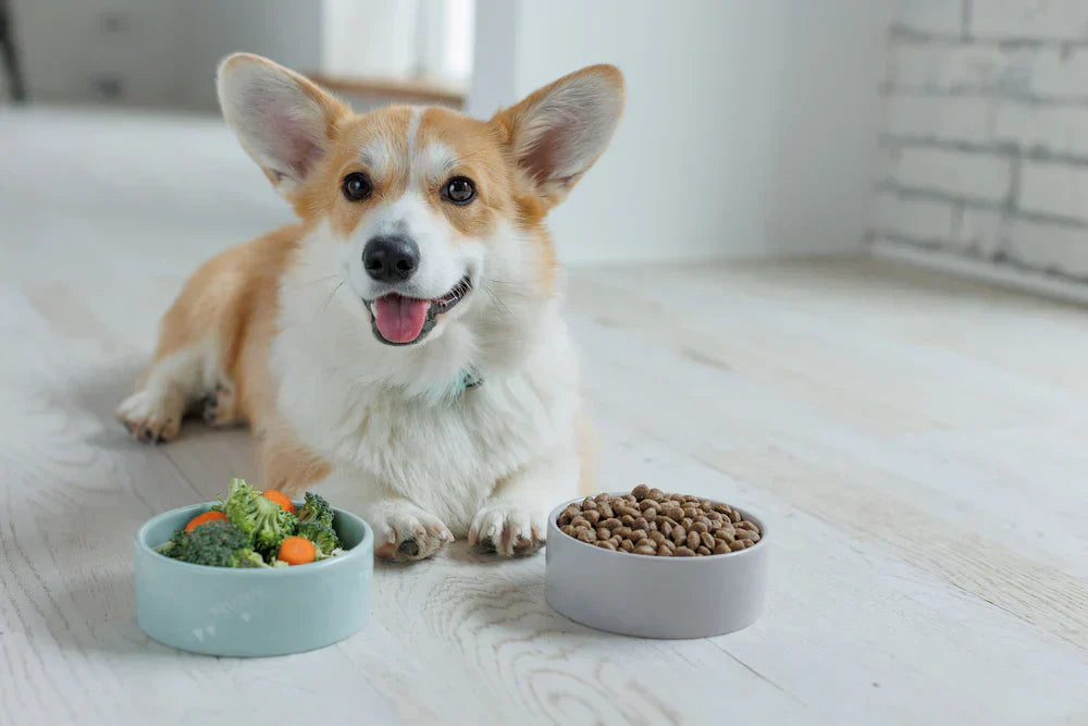 Prebiotics for Dogs: How to Support Your Dog's Gut Health