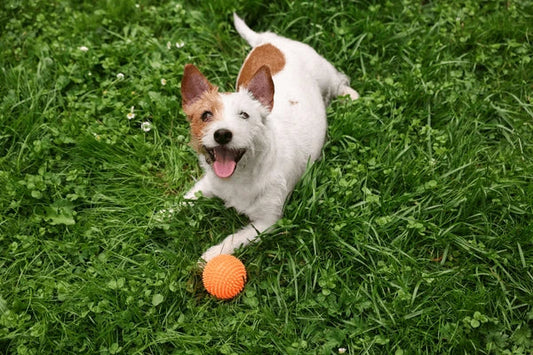 The Ultimate Dog Wellness Guide: Improve Gut, Skin, Coat & Joint Health Naturally
