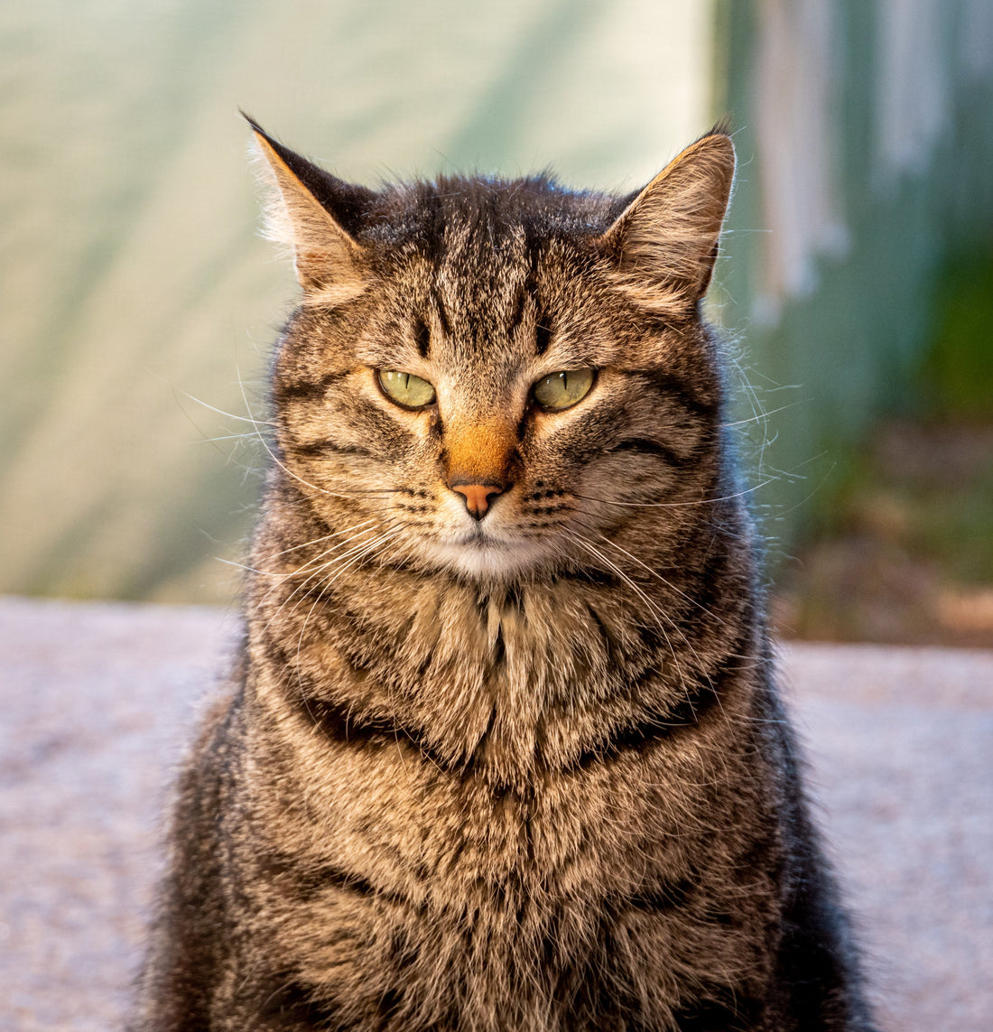 The Hidden Stress of the "Younger Sibling": Protecting Your Senior Cat’s Peace