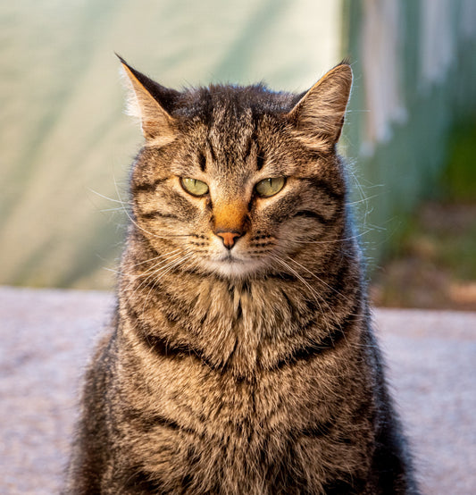 The Hidden Stress of the "Younger Sibling": Protecting Your Senior Cat’s Peace