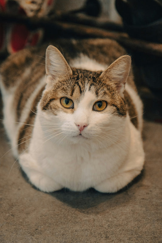 The "Chonky" Cat Crisis: Why Your "Cute" Loaf is in a State of Emergency