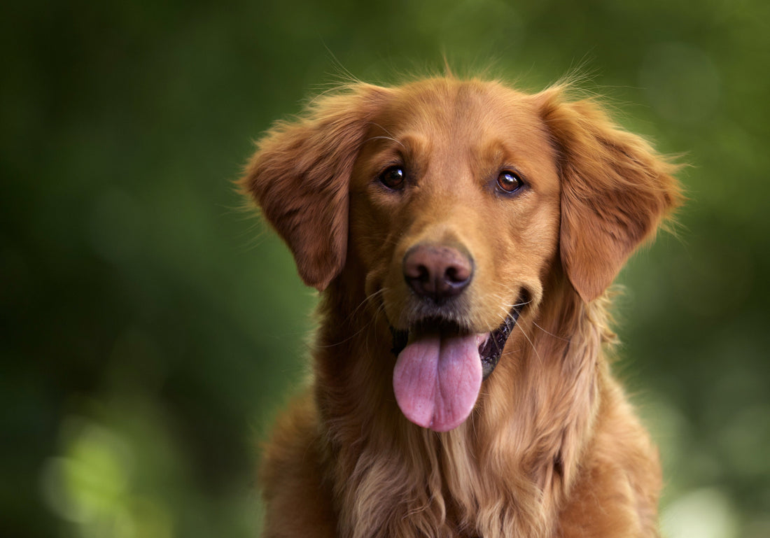 The "Tail-Wag" Connection: Why Your Dog’s Mood Starts in Their Gut